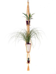 suspension plantes
