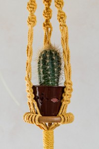 suspension plantes