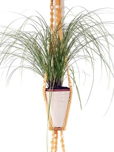 suspension plantes