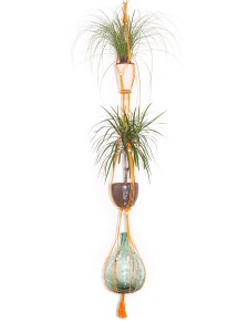 suspension plantes