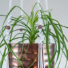 suspension macramé plante