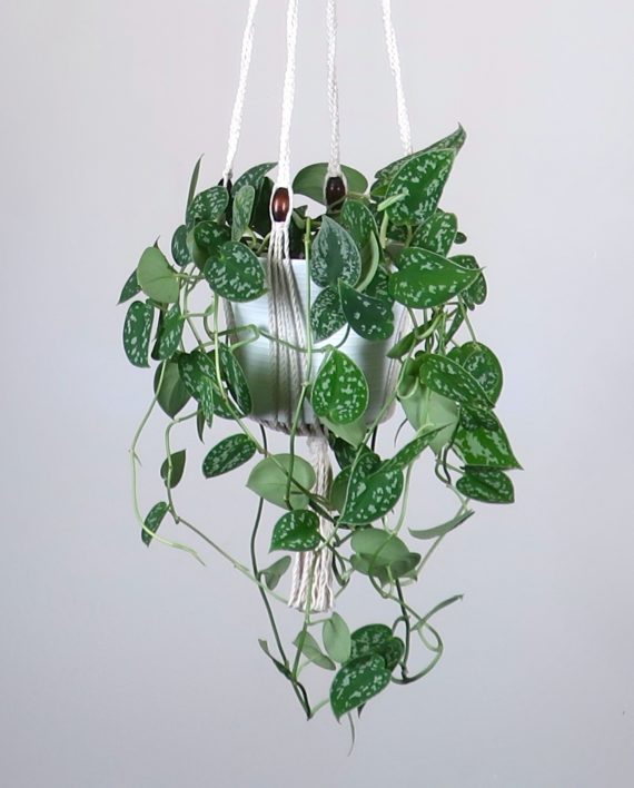 suspension-macrame-plante-bymadjo