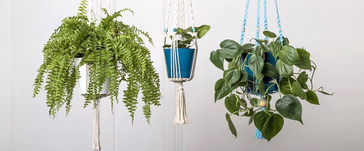 suspension en macramé pour plante